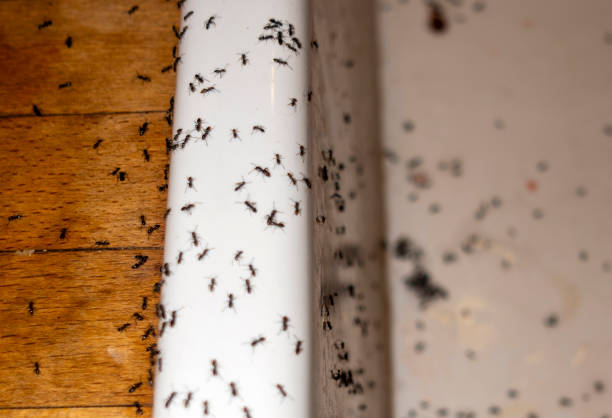 Best Mosquito Control Services  in Kula, HI